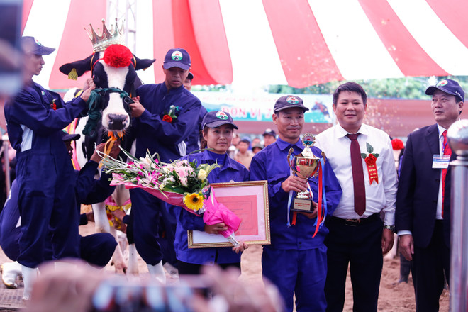 [Photo] Tưng bừng cuộc thi Hoa hậu bò sữa Mộc Châu 2016 ảnh 1
