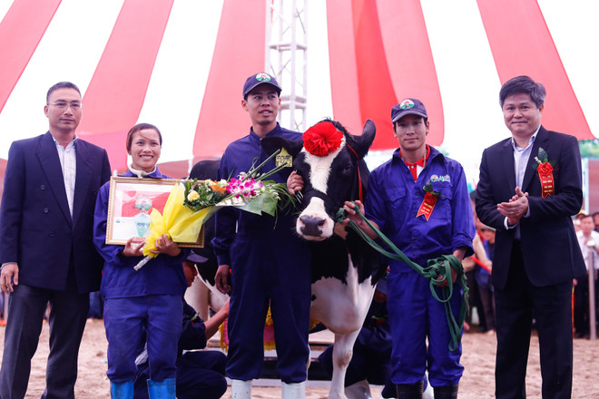 [Photo] Tưng bừng cuộc thi Hoa hậu bò sữa Mộc Châu 2016 ảnh 8