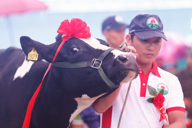 [Photo] Tưng bừng cuộc thi Hoa hậu bò sữa Mộc Châu 2016 ảnh 3