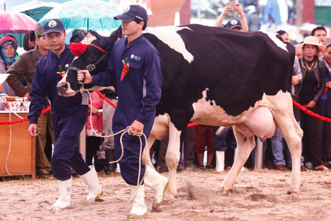 [Photo] Tưng bừng cuộc thi Hoa hậu bò sữa Mộc Châu 2016 ảnh 2