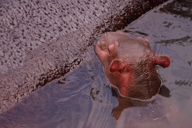 Vinpearl Land đón chào hà mã mới sinh 'Champion' mừng Việt Nam vô địch ảnh 1