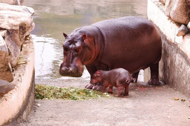 Vinpearl Land đón chào hà mã mới sinh 'Champion' mừng Việt Nam vô địch ảnh 3