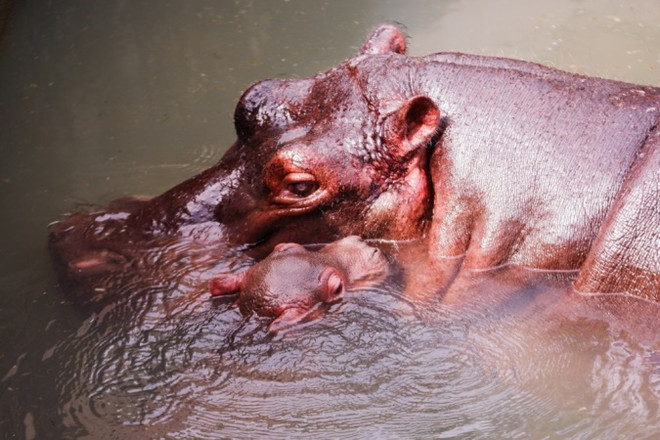 Vinpearl Land đón chào hà mã mới sinh 'Champion' mừng Việt Nam vô địch ảnh 2