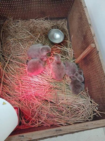 Vinpearl Land đón chào hà mã mới sinh 'Champion' mừng Việt Nam vô địch ảnh 6