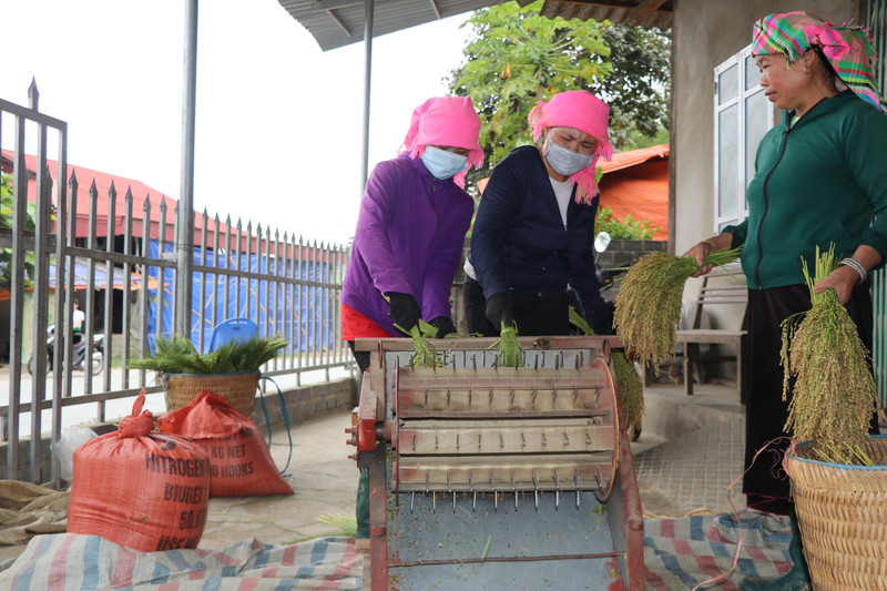 Lúa gặt về phải chế biến ngay trong ngày, đầu tiên lúa phải được được tuốt rồi loại bỏ hạt lép. (Ảnh: Tiến Khánh/TTXVN)