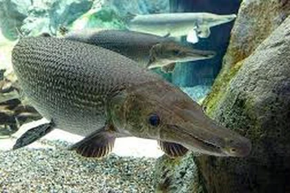  Thanh Hóa: 11 người nhập viện vì ăn trứng cá sấu hỏa tiễn