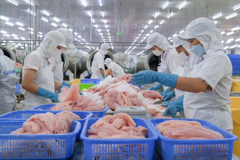 Chế biến cá tra xuất khẩu tại Công ty Cổ phần Caseamex, Khu công nghiệp Trà Nóc (Cần Thơ). (Ảnh: Thanh Liêm/TTXVN)