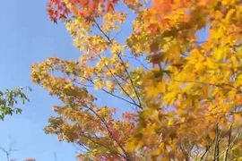 Ngắm những đợt lá đầu tiên chuyển vàng tại Hàn Quốc