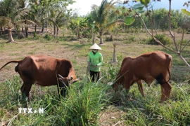 Nuôi bò là sinh kế giúp nhiều hộ dân Khánh Vĩnh, tỉnh Khánh Hòa thoát nghèo bền vững. (Ảnh: Phan Sáu/TTXVN)