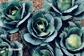 Theo Viện Dinh dưỡng Quốc gia, mức tiêu thụ rau xanh trong bữa ăn của người Việt Nam có xu hướng giảm. (Nguồn: Vietnam+)