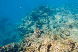 Rạn san hô Great Barrier tại Queensland, Australia. (Nguồn: THX/TTXVN)