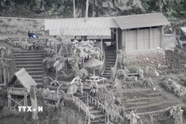 Tro bụi núi lửa Semeru bao phủ tại làng Sumberwuluh ở Lumajang, Đông Java, Indonesia. (Nguồn: THX/TTXVN)