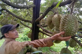 Ông Nguyễn Văn Phúc ở huyện Bù Gia Mập chăm sóc sầu riêng gần 1 ha trước ảnh hưởng của thời tiết. (Ảnh: K GỬIH/TTXVN)