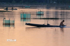 Thu hoạch cá ruộng đợt cuối tại xã Vị Thanh 1, thành phố Cần Thơ. (Ảnh: Duy Khương/TTXVN)