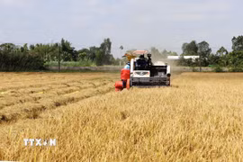 Nông dân thu hoạch lúa Đông Xuân tại tỉnh Vĩnh Long. (Ảnh: Phạm Minh Tuấn/TTXVN)