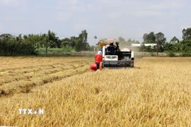 Nông dân thu hoạch lúa Đông Xuân tại tỉnh Vĩnh Long. (Ảnh: Phạm Minh Tuấn/TTXVN)