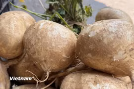 Củ đậu có vị ngọt nhẹ, có thể ăn sống trực tiếp hoặc chế biến thành nhiều món ăn khác nhau như món xào, nấu canh, món hầm, nộm hoặc súp... (Nguồn: Vietnam+)