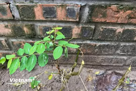 Rau ngót là một loại rau phổ biến ở Việt Nam. (Nguồn: Vietnam+)