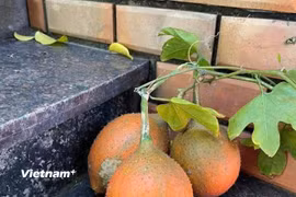 Quả gấc, trái cây độc đáo, quen thuộc với người Việt. (Nguồn: Vietnam+)