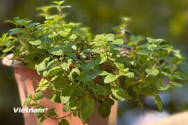 Không chỉ đơn thuần là gia vị làm mát trong món ăn hay đồ uống, bạc hà còn chứa nhiều dưỡng chất, đem lại lợi ích cho cả sức khỏe lẫn làn da. (Nguồn: Getty Images)