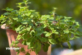 Không chỉ đơn thuần là gia vị làm mát trong món ăn hay đồ uống, bạc hà còn chứa nhiều dưỡng chất, đem lại lợi ích cho cả sức khỏe lẫn làn da. (Nguồn: Getty Images)