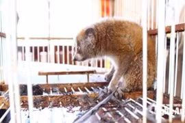 Culi được ông Hồ Văn Thơm phát hiện trong lúc đang đi làm đồng. (Nguồn: Báo và Phát thanh, Truyền hình Nghệ An)