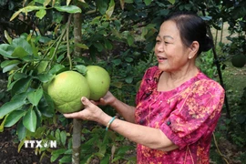 Vườn bưởi 2.000m2 của gia đình bà Đoàn Thị Su. (Ảnh: Phúc Sơn/TTXVN)