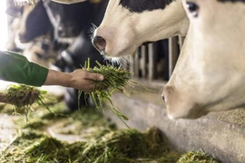 (Ảnh: Vi Nam/Vietnam+)