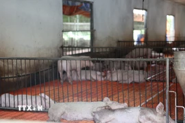 (Ảnh: Hoàng Nhị/TTXVN)