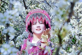 Hoa mận ở Làng Sang nở rộ từ giữa tháng Một đến đầu tháng Hai, đây là thời điểm đẹp để du khách lên lịch trình khám phá vùng đất Púng Luông. (Ảnh: Đinh Thùy/TTXVN)