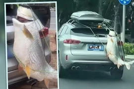 Con cá gần 40kg được treo ở đuôi xe và diễu hành khắp thành phố. (Nguồn: SCMP)
