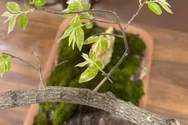 Kiểm lâm Thanh Hóa đưa ra phương án xử lý tang vật cây muội hồng