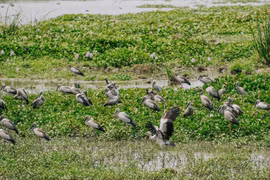 Chính quyền địa phương đã khuyến cáo người dân không săn bắt, bẫy bắt hoặc xua đuổi. (Ảnh minh họa: Tường Quân/TTXVN)