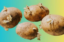 Nếu khoai tây bắt đầu mọc mầm, chúng vẫn có thể ăn được, miễn là mầm chưa phát triển quá nhiều. (Nguồn: Getty Images)