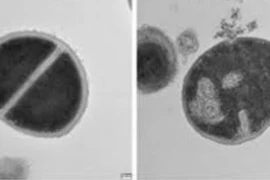 Các nhà nghiên cứu từ Israel đã phát hiện ra một vai trò phòng thủ miễn dịch đầy bất ngờ của proteasome. (Nguồn: Hans India)