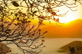 Say đắm với biển mây trắng dưới thung lũng đèo Keo Lôm