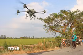Nông dân An Giang đã mạnh dạn sử dụng drone vào canh tác nông nghiệp ở tất cả các khâu như sa giống, phân xịt thuốc. (Ảnh: Công Mạo/TTXVN)