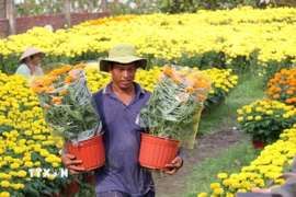 Làng nghề hoa cảnh ở Vĩnh Long hút hàng dịp Tết. (Ảnh: Thanh Hòa/TTXVN)