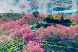 Ngắm 'dải lụa hồng' mai anh đào ở Sa Pa