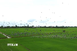 Đàn cò ốc quý hiếm với số lượng hàng nghìn con xuất hiện trên cánh đồng lúa thuộc xã Gáo Giồng, huyện Cao Lãnh. (Ảnh: Nhựt An/TTXVN)