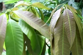 lá xoài non. (Nguồn: Our Permaculture Life)