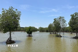 Khu vực rừng ngập mặn được phục hồi tại xã Vĩnh Hậu, tỉnh Cà Mau. (Ảnh: Hoàng Liên Sơn/TTXVN)