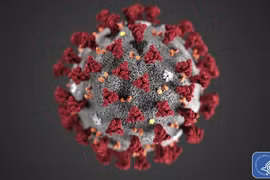 Giới khoa học trấn an về thông tin chủng virus corona mới 