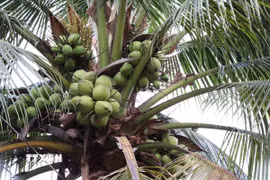 Vườn dừa trồng theo hướng hữu cơ của gia đình bà Trần Thị Ngọc Mai tại ấp Vĩnh Yên, phường Long Đức (Vĩnh Long). (Ảnh: Thanh Hòa/TTXVN)