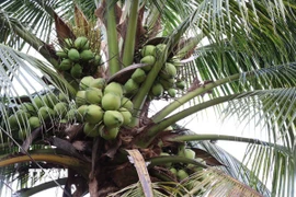 Vườn dừa trồng theo hướng hữu cơ của gia đình bà Trần Thị Ngọc Mai tại ấp Vĩnh Yên, phường Long Đức (Vĩnh Long). (Ảnh: Thanh Hòa/TTXVN)