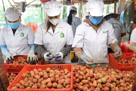 Khâu phân loại vải tại nhà máy của Công ty cổ phần Ameii Việt Nam trước khi xuất khẩu. (Ảnh: Mạnh Minh/TTXVN)