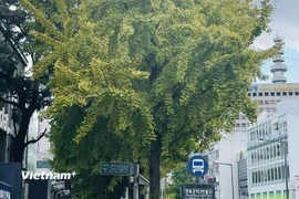 Seoul có thể sẽ phải chờ đón mùa lá vàng đến muộn trong tháng 11 tới. (Ảnh: Lan Lê Thúy/Vietnam+)