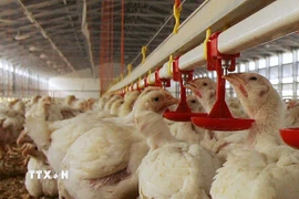 Ảnh minh họa. (Nguồn: AFP/TTXVN)