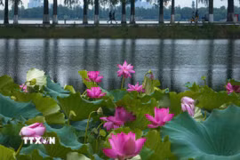 Hoa sen khoe sắc tại Đông Hồ, Vũ Hán, tỉnh Hồ Bắc, Trung Quốc, ngày 8/8/2026. (Ảnh: THX/TTXVN phát)