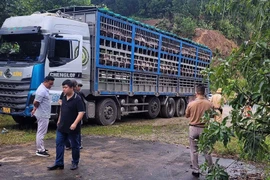 Cơ quan chức năng kiểm tra bắt giữ ôtô tải biển kiểm soát 37H-014.36 chở lợn bị dịch tả châu Phi. (Ảnh: TTXVN phát)